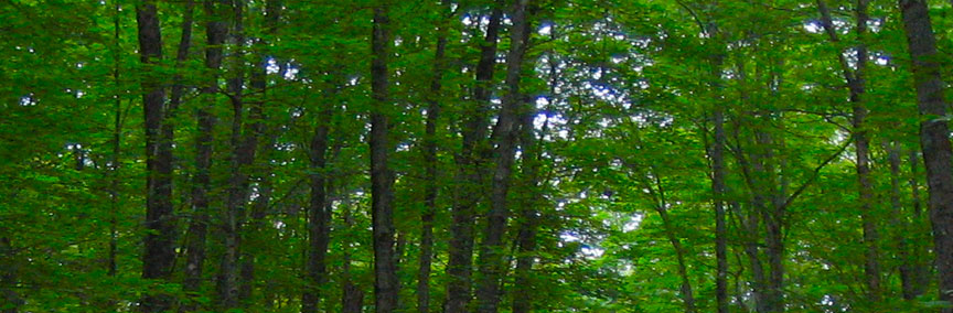 Minerick Logging Inc.